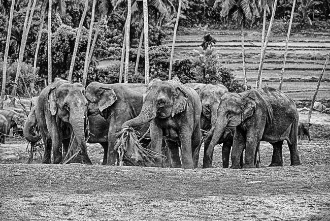 Theodore Crush | Magnificence, Endangered.