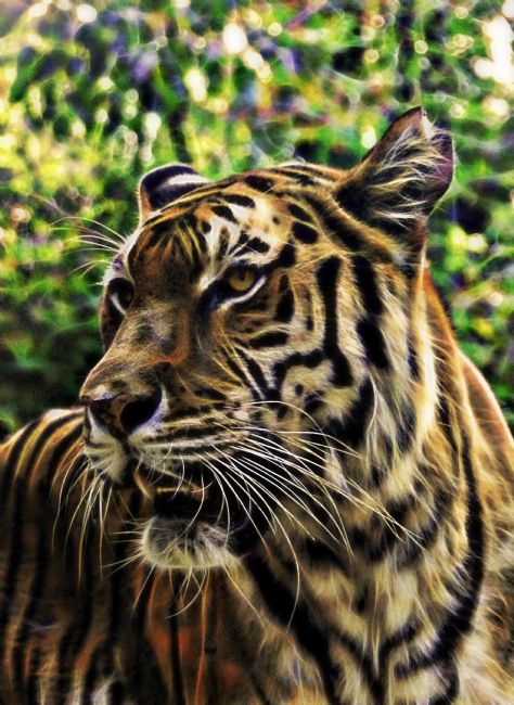 Theodore Crush | William