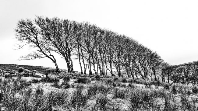 Theodore Crush | Saddlestone