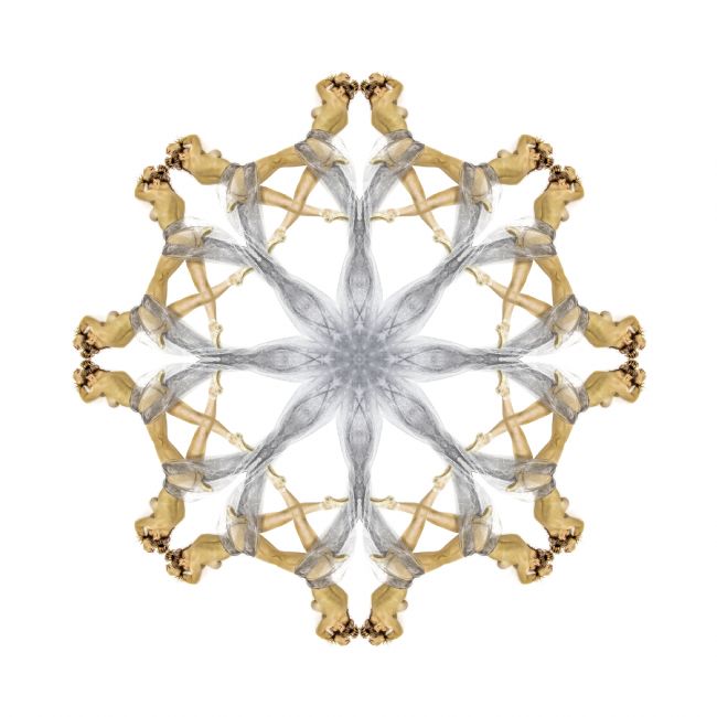 Theodore Crush | Ballerina Kaleidoscope