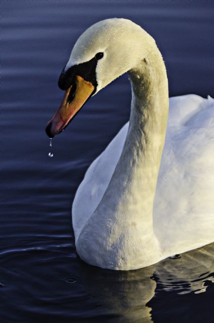 Theodore Crush | Lake