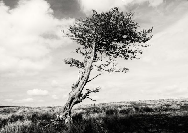 Theodore Crush | Resilience