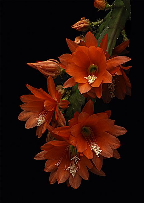 Theodore Crush | Epiphyllum Ackermannii
