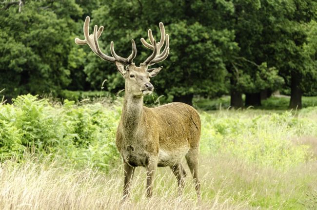 Theodore Crush | Seven Pointer