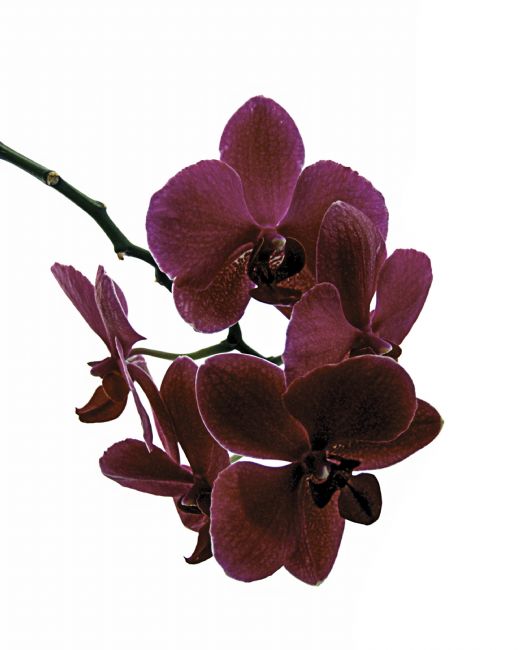 Theodore Crush | Phalaenopsis