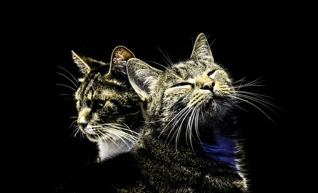 Theodore Crush | The Whiskers Brothers