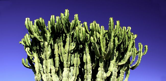 Theodore Crush | Blue Sky Cacti