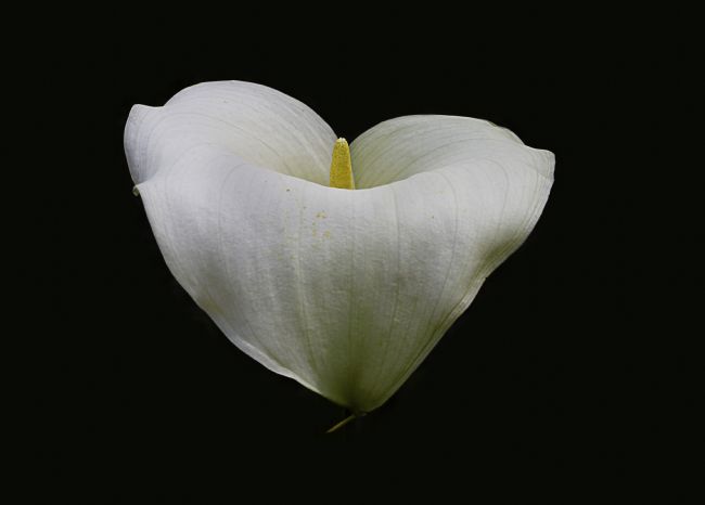 Theodore Crush | First Bloom