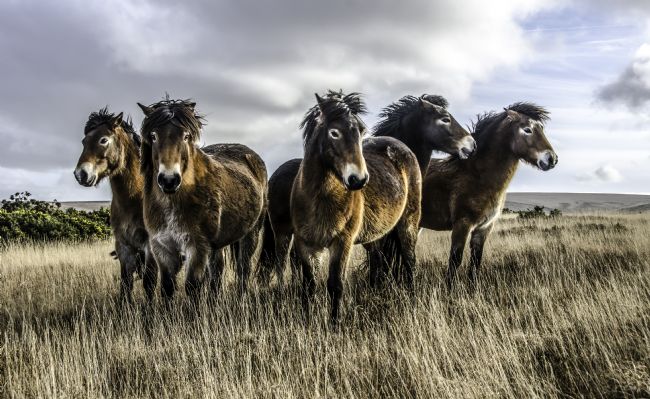 Theodore Crush | The Exmoor Five