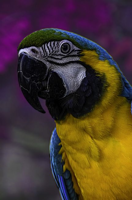 Theodore Crush | Hercule