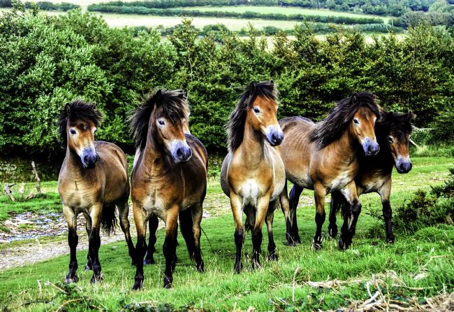 Theodore Crush | How many Exmoor ponies?