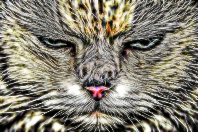 Theodore Crush | Cat Face