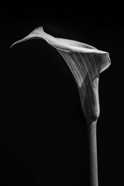 Theodore Crush | Calla