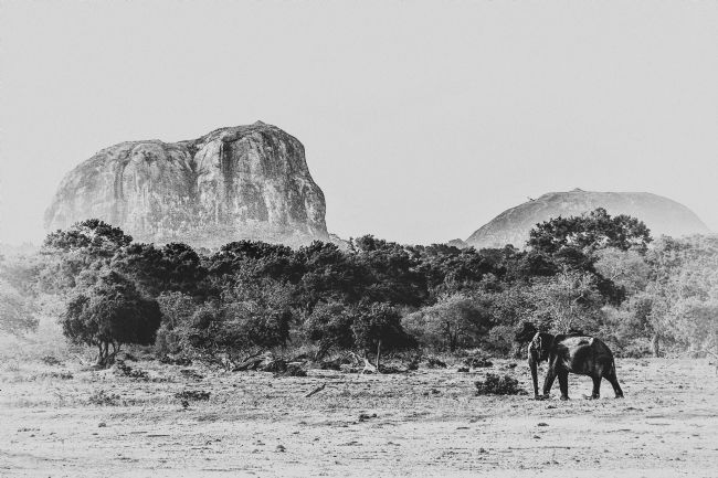 Theodore Crush | Elephant Rock Symmetry