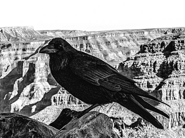 Theodore Crush | The Grand Raven