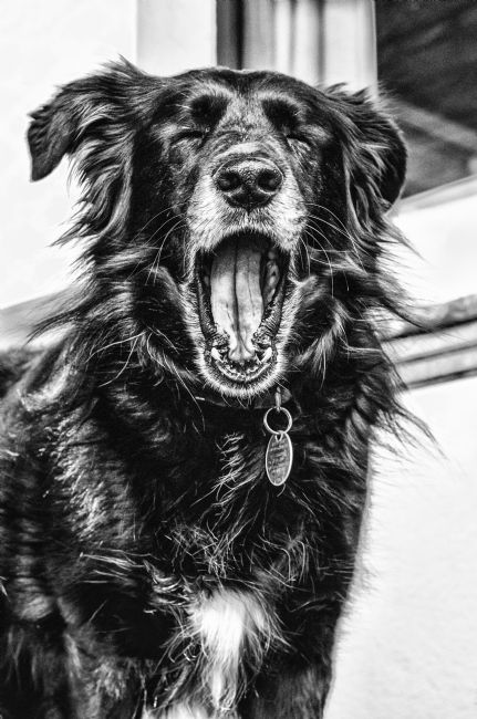 Theodore Crush | Yawn