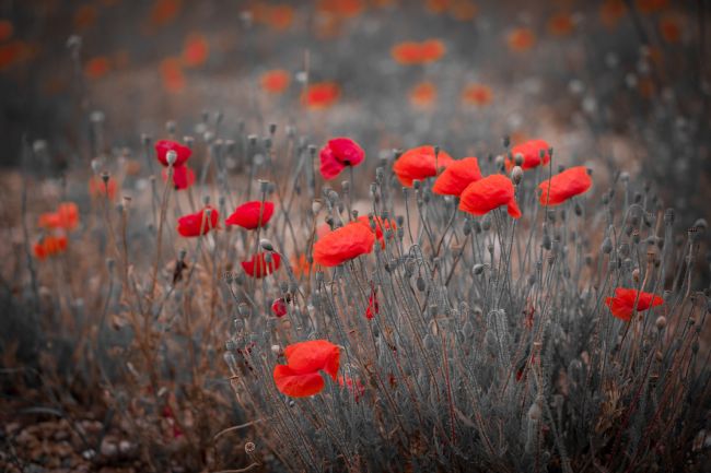 Tom Dolezal | Wild poppies in Kent