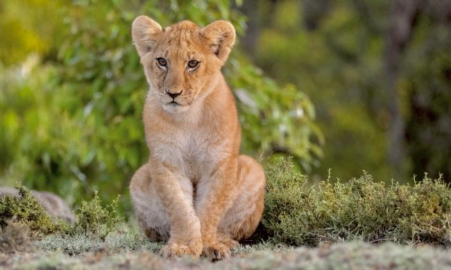 Anila Hussain | Cub