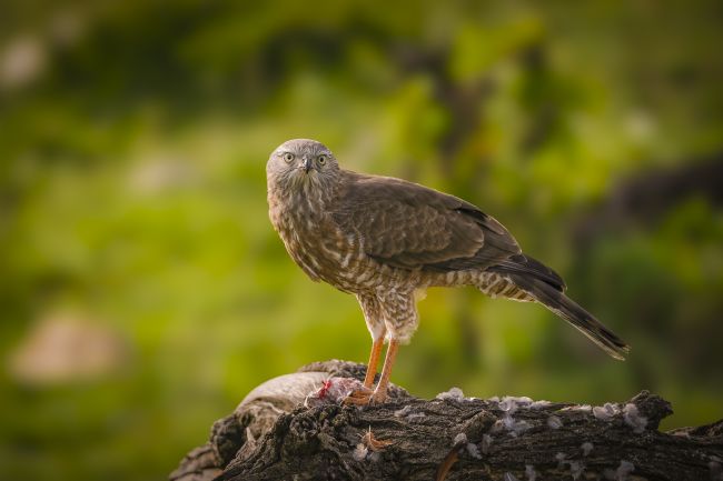 Anila Hussain | birds of prey 