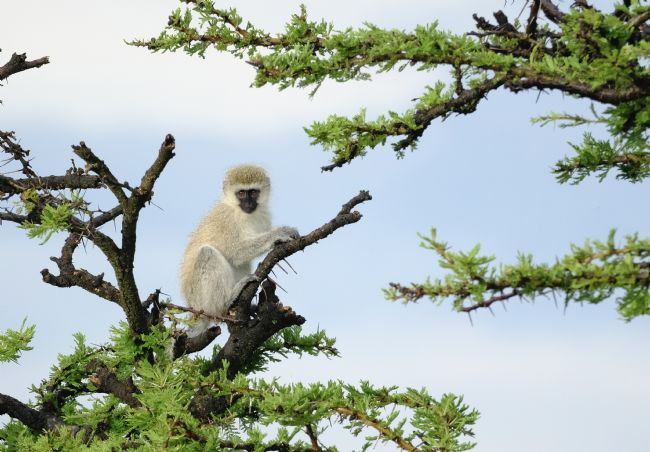 Anila Hussain |  Ervet Monkey