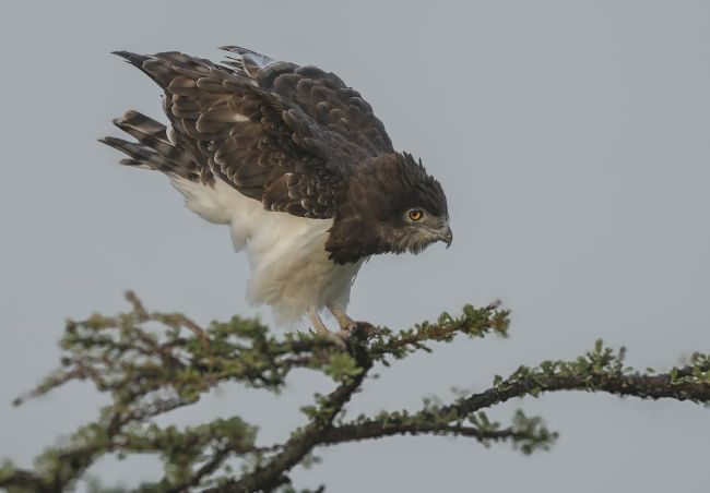 Anila Hussain | A Black Chested Snake Eagle 