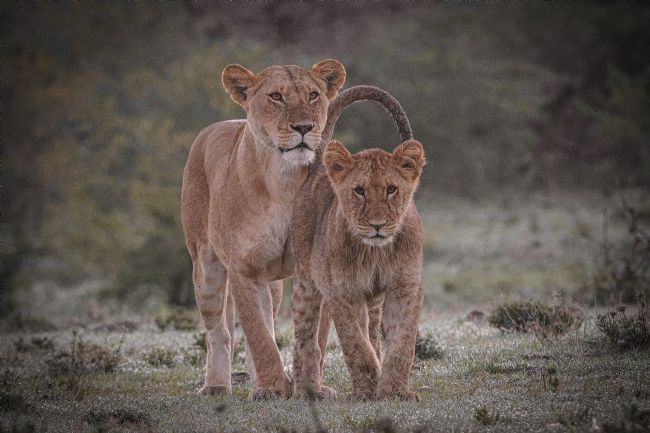 Anila Hussain | Lioness and her cub