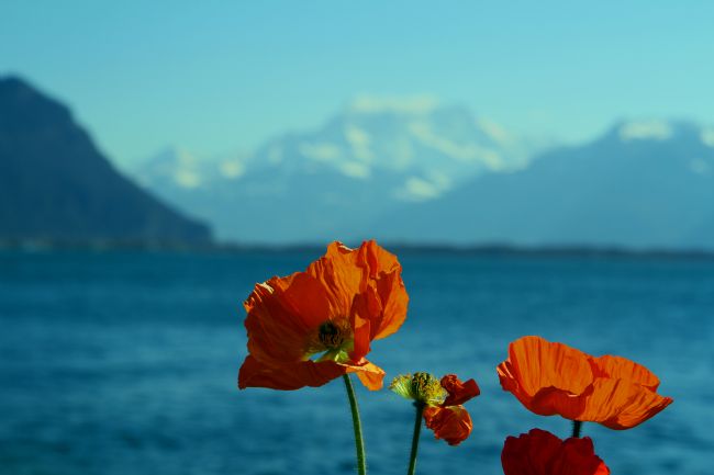 Kris Ohlsson | Swiss Poppy