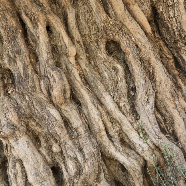 Kris Ohlsson | Olive Wood