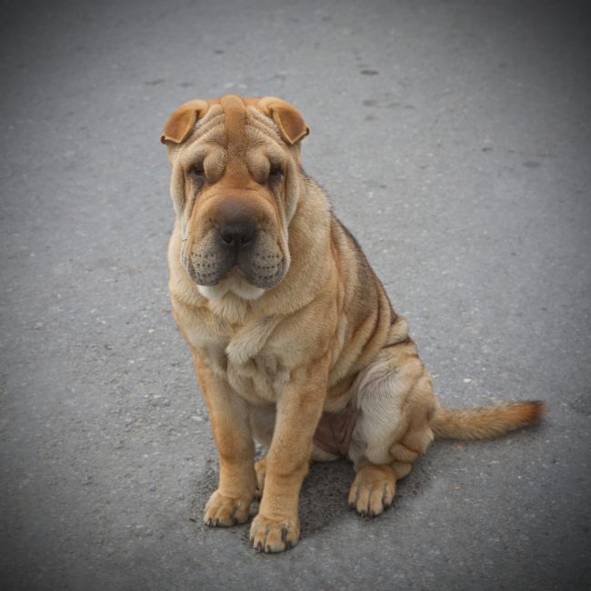 Kris Ohlsson | Shar-Pei