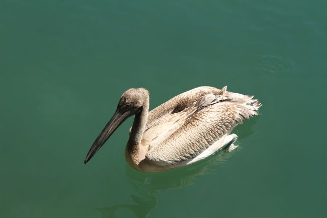 Kris Ohlsson | Baby White Pelican
