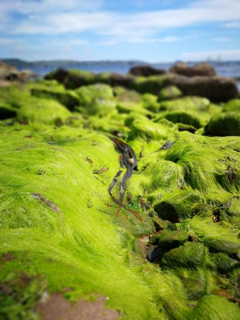 Kris Ohlsson | Green Seaweed
