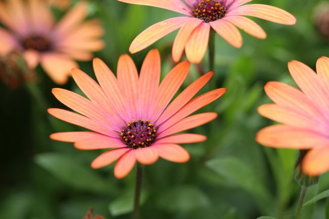 Kris Ohlsson | African Daisies