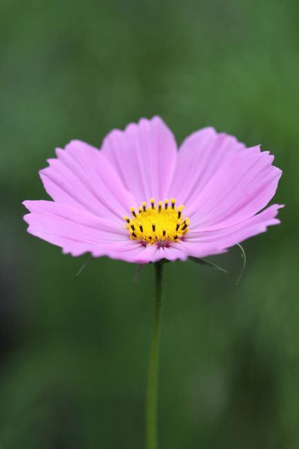 Kris Ohlsson | Pink Cosmos