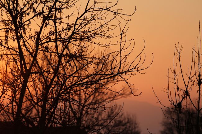 Kris Ohlsson | Sunset Through The Trees