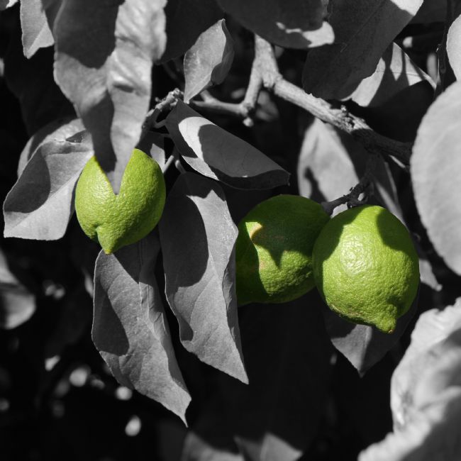 Kris Ohlsson | Fresh Lime