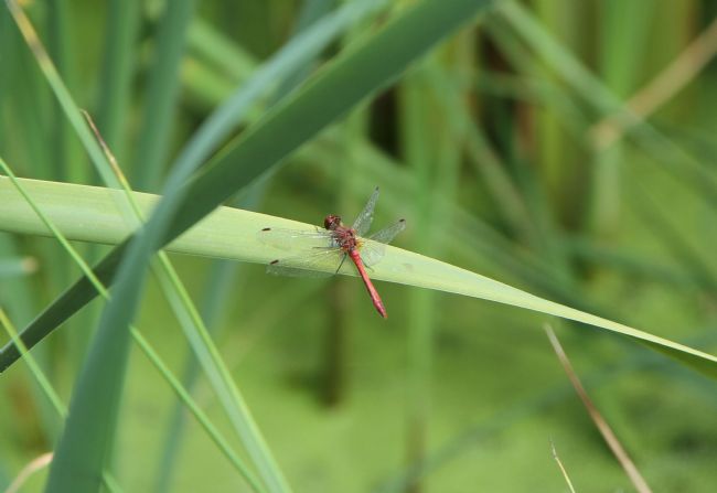 Kris Ohlsson | Adult Dragonfly at Rest