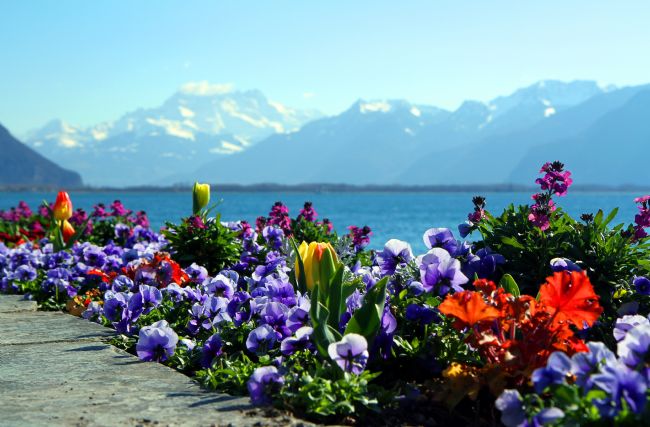 Kris Ohlsson | Flowers and Mountains