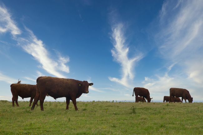 Kris Ohlsson | The Cornish Cows