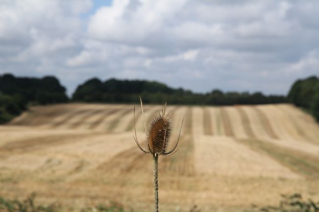 Kris Ohlsson | Fuller's Teasel