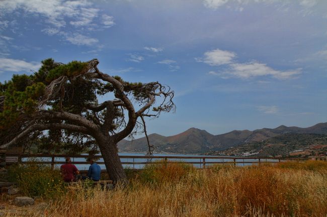 Kris Ohlsson | Under The Tree