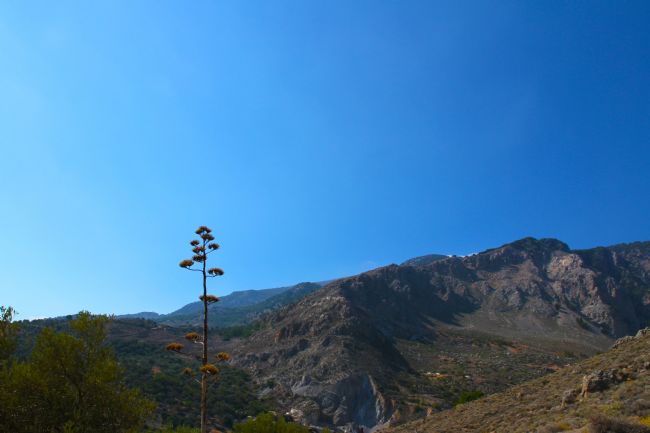 Kris Ohlsson | The Dead Agave 2