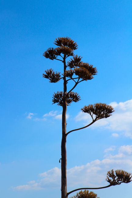 Kris Ohlsson | A Dead Agave