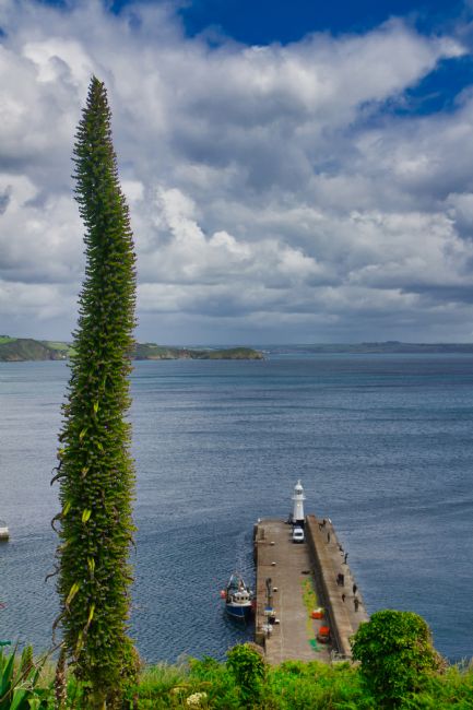 Kris Ohlsson | Echium Pininana