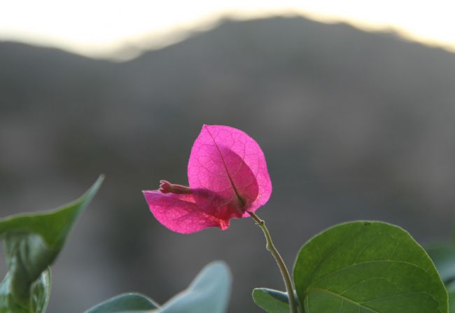 Kris Ohlsson | Bouganvillea Flowering