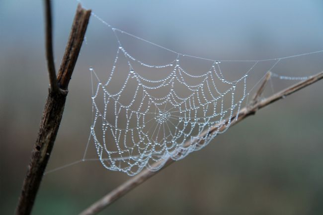 Kris Ohlsson | Web of Water
