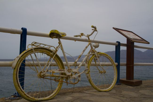 Kris Ohlsson | The Flower Bicycle