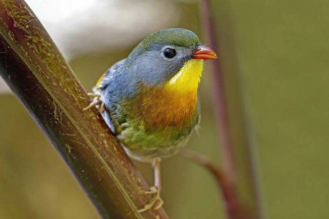 Kelvin Rumsby | pekin robin