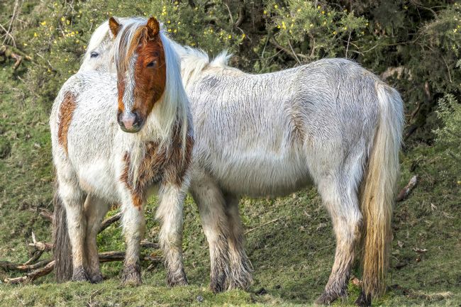 Kelvin Rumsby | wild dartmoor ponies