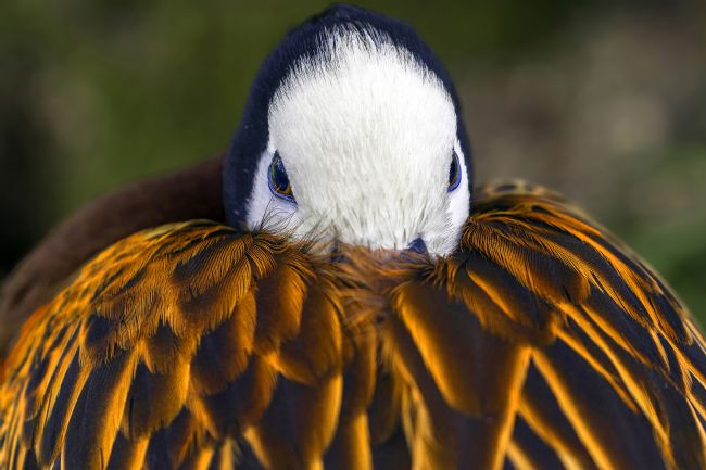 Kelvin Rumsby | white faced whistling duck