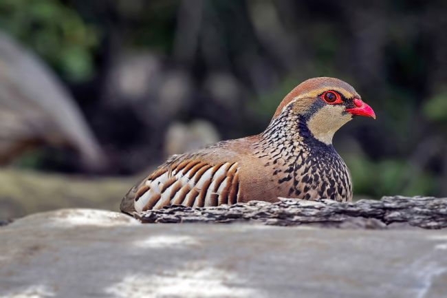 Kelvin Rumsby | wild partridge